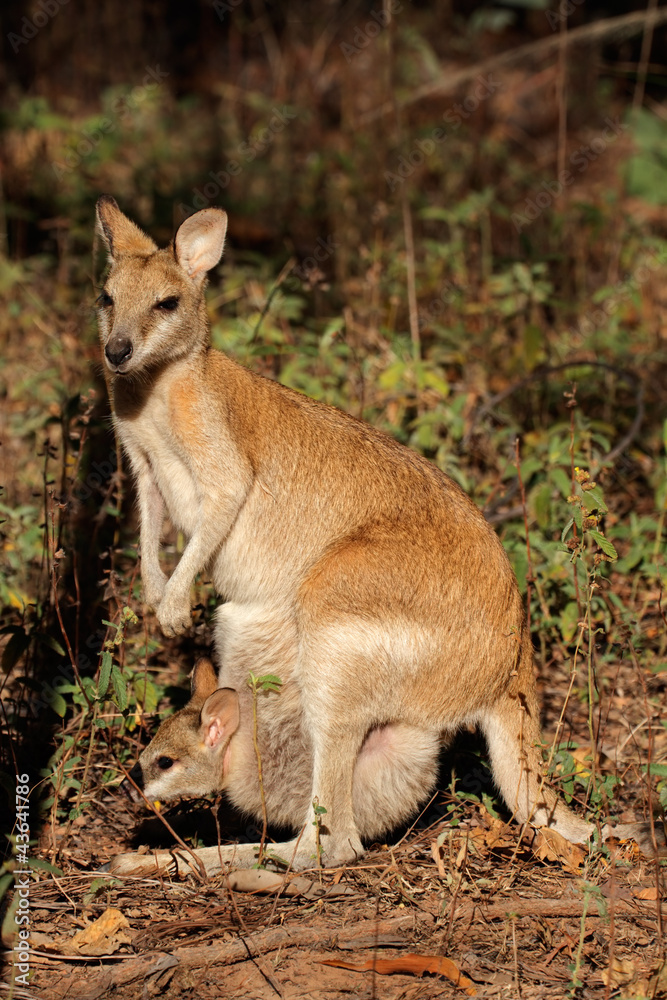 Agile Wallaby and baby