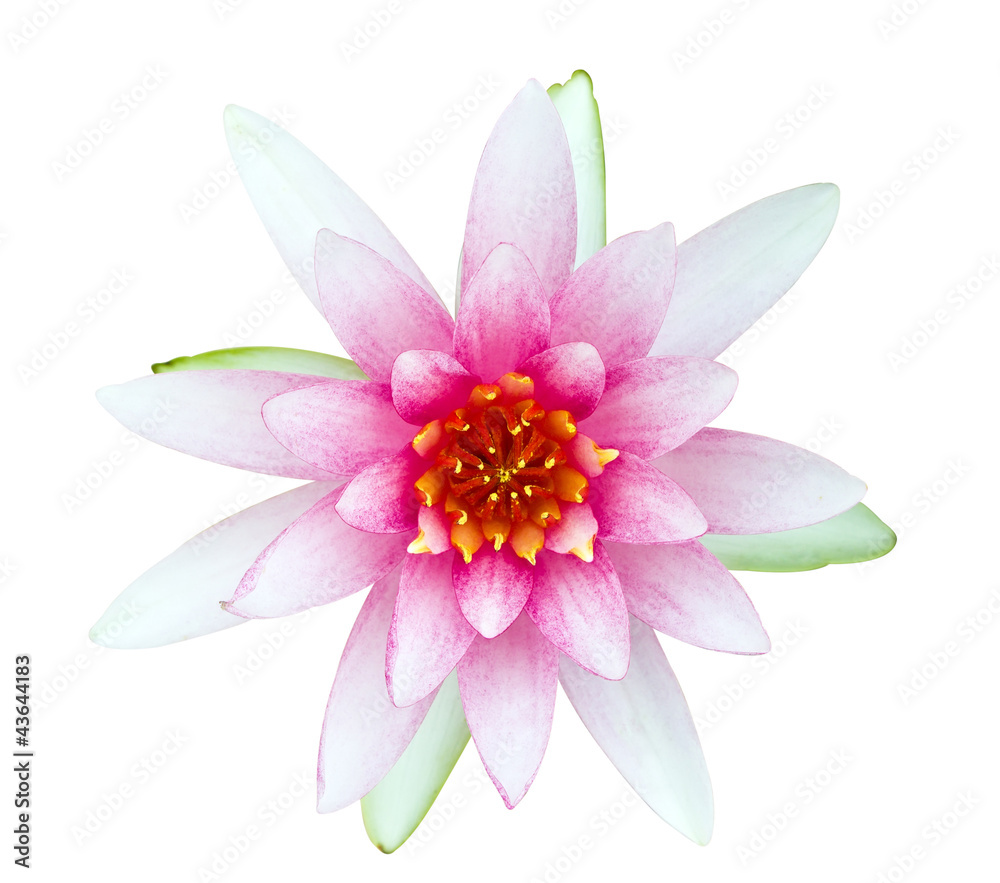Pink and white water lily