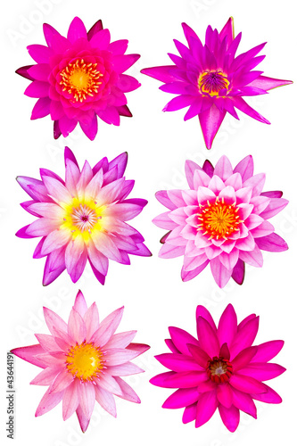 Collection of pink water lily