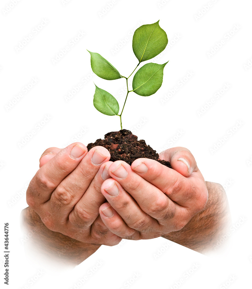 sapling in hands sapling in hands