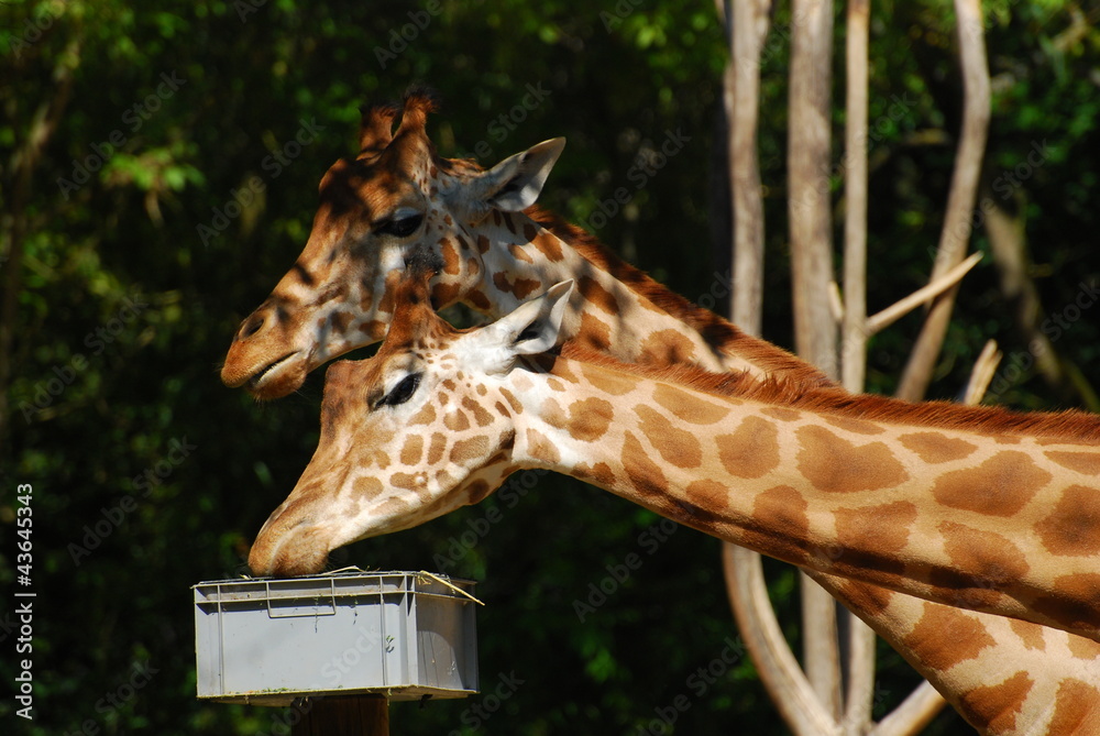 Obraz premium deux girafes