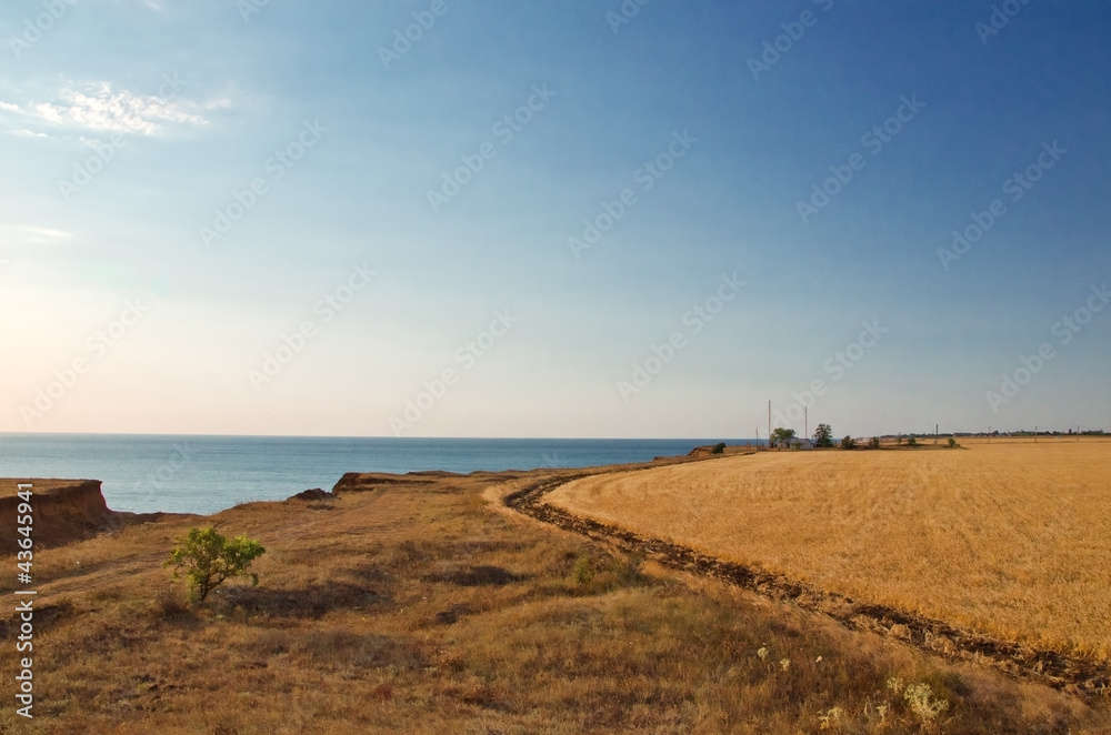 field and sea at sunset