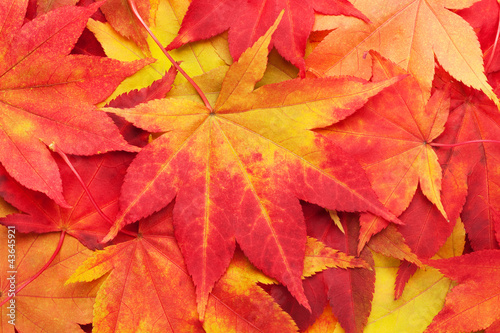 Colorful background composed of maple autumn leaves.