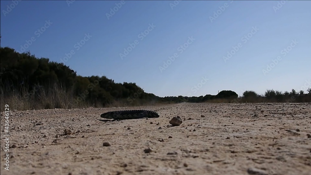 Blauzungenskinke - Australische Dinosaurier
