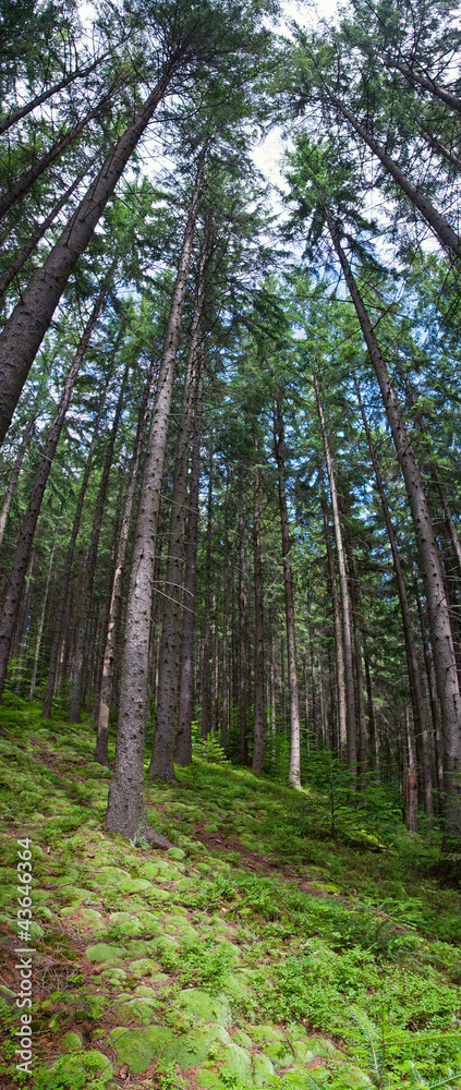 Coniferous forest Coniferous forest