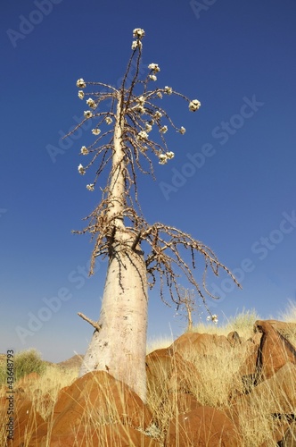 Flaschenbaum (pachypodium lealii) am Grootbergpass photo