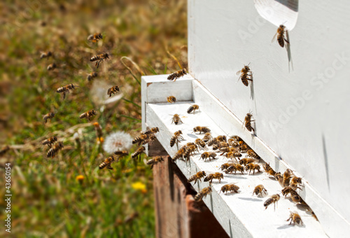 Bees and beehive