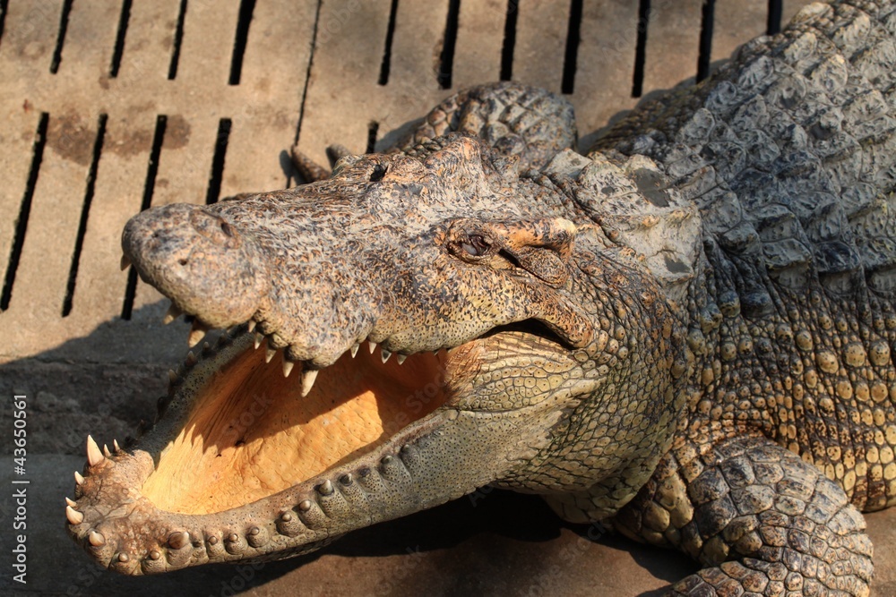 Obraz premium Crocodile