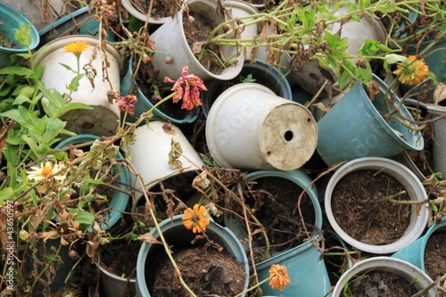Bilde på lerret Dried plants