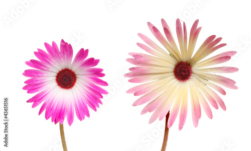 Two mesembryanthemum flowers photo