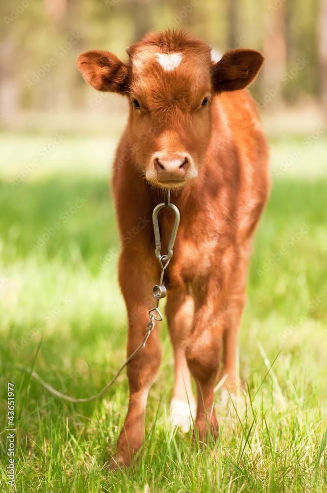 Calf on a meadow Calf on a meadow