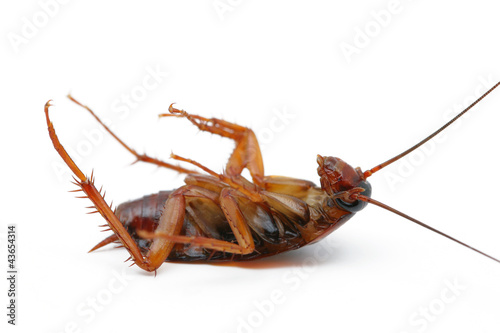 cockroaches Dead
