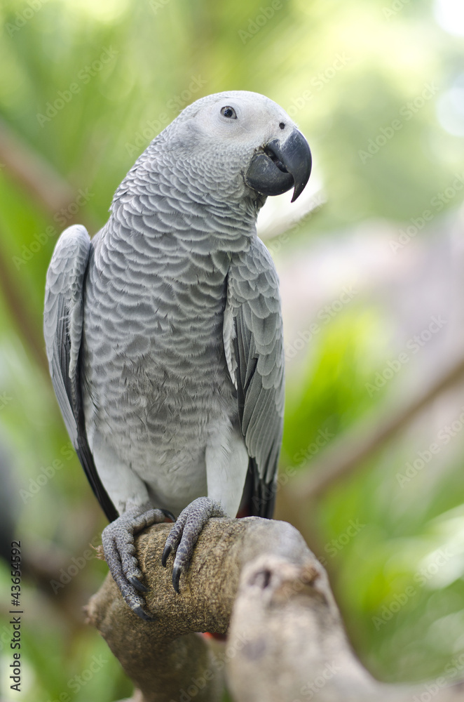 Fototapeta premium african grey parrot