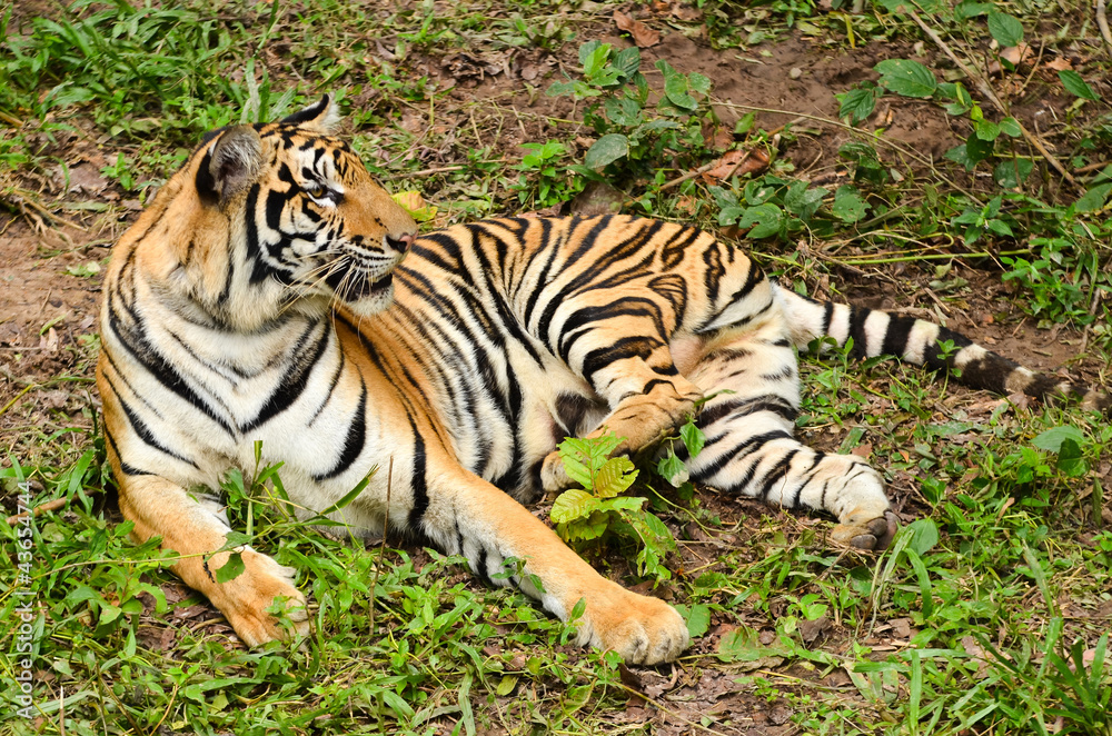 Fototapeta premium bengal tiger