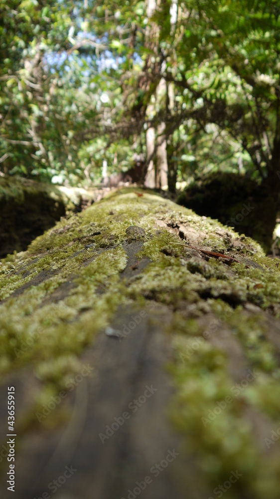 Der australische Regenwald bei Brisbane Der australische Regenwald bei Brisbane