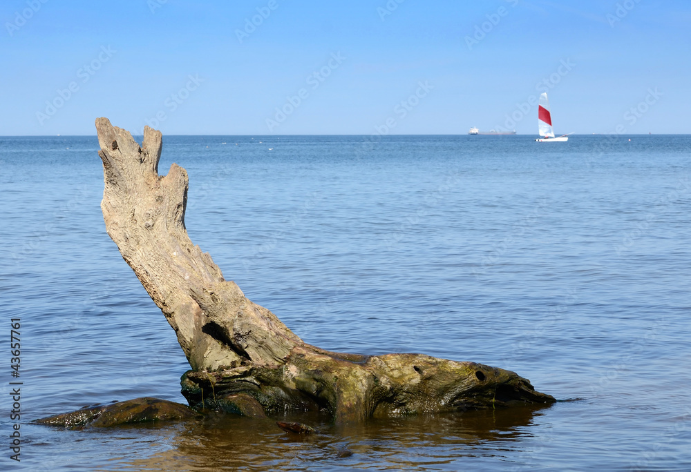 Tree root on the sea coast