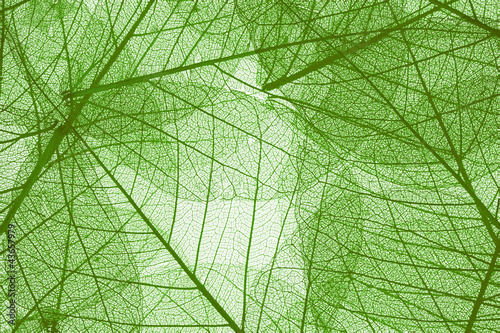 Obraz na płótnie Transparent leaves background w salonie