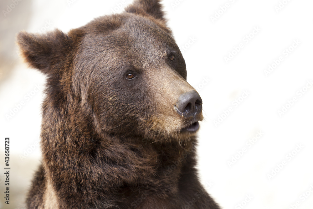 Fototapeta premium Wild Bears