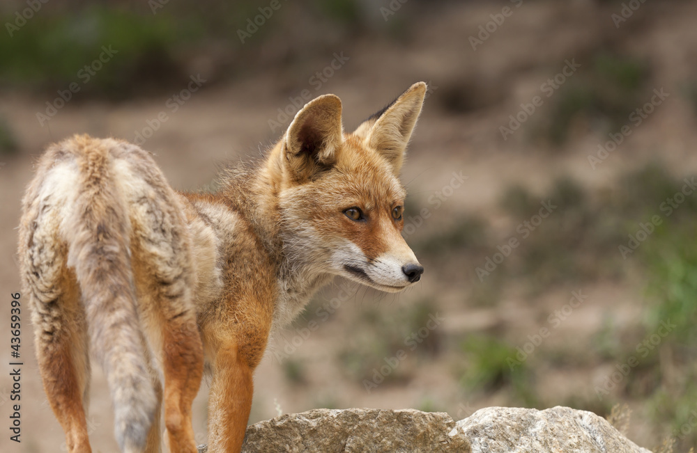 Naklejka premium Beautiful fox