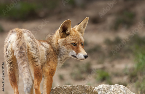 Beautiful fox
