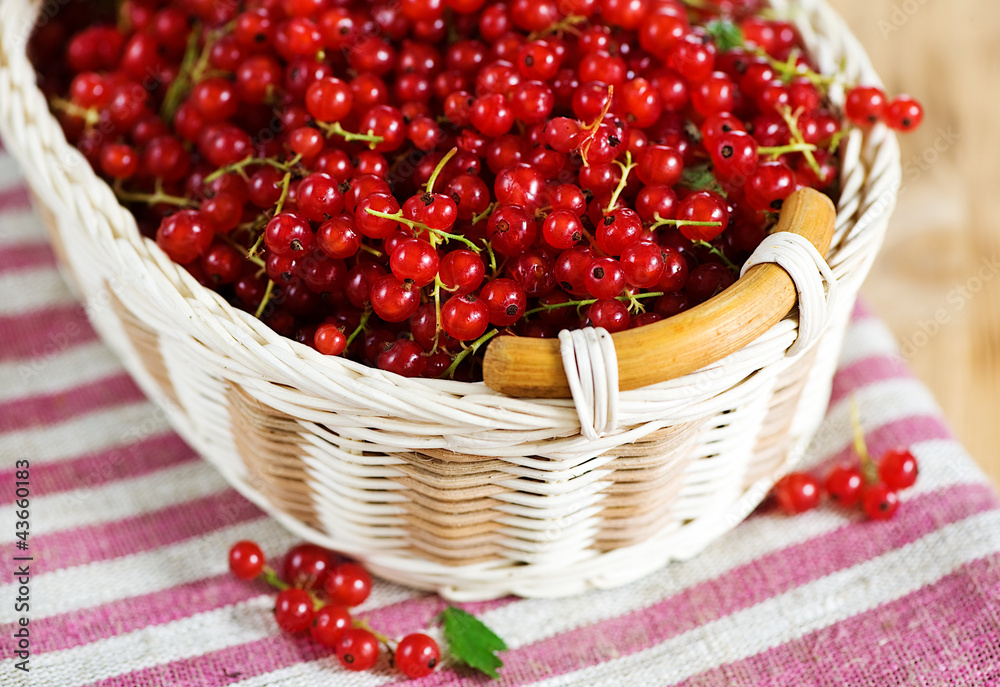 Red currant Red currant