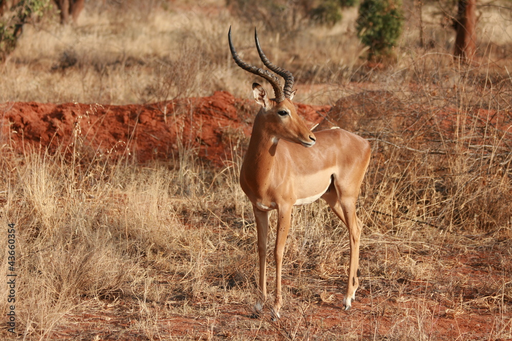 Naklejka premium Male impala