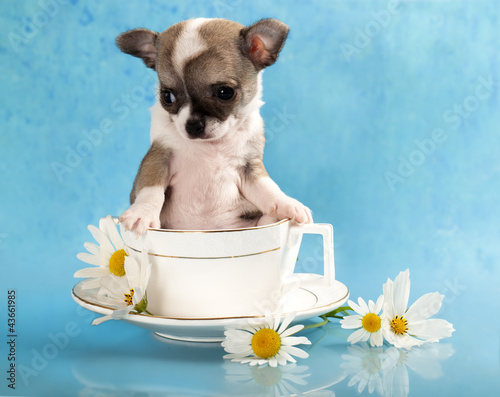 chihuahua puppy sits in a cup