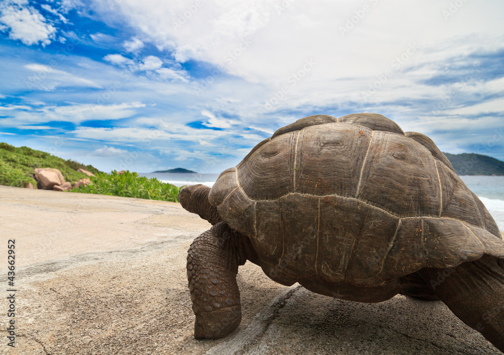 Obraz premium giant turtle on road