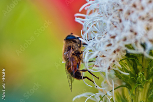 Bee photo