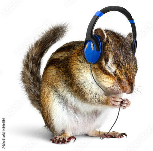 Funny chipmunk listening to music on headphones photo