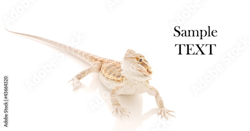 Juvenile Bearded Dragon