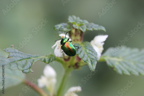 Prächtiger Blattkäfer (Chrysolina fastuosa) photo