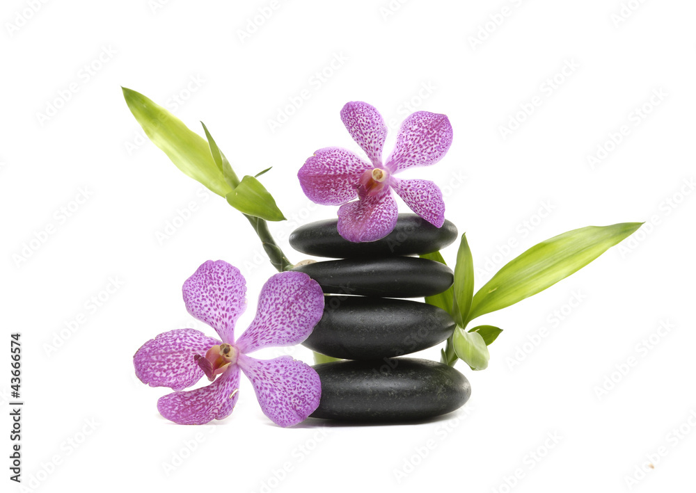 orchid flower and balanced stones and lucky bamboo orchid flower and balanced stones and lucky bamboo