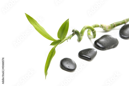 Set of black zen pebbles and lucky bamboo leaves