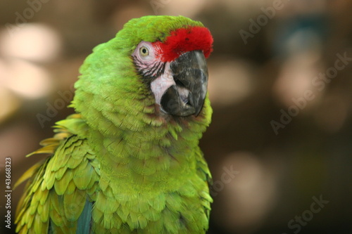 green bird macaw