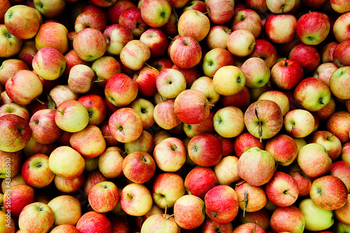 Apfel Ernte