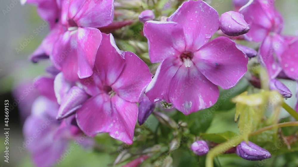 Pink phloxes flowers after rain waving on wind Pink phloxes flowers after rain waving on wind