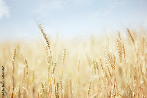 Wheat field © Arman Zhenikeyev
