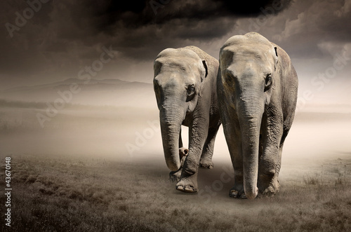 Pair of elephants in motion