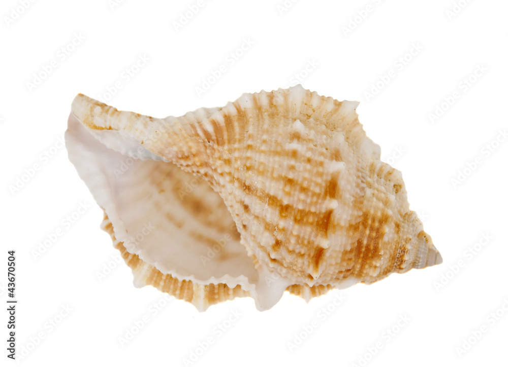 shell isolated