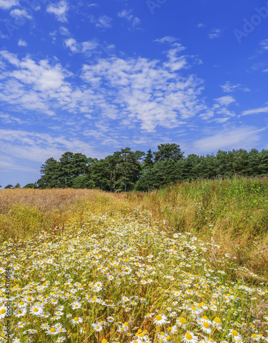 Wallpaper Mural crops Torontodigital.ca