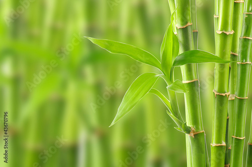 Fototapeta Naklejka Na Ścianę i Meble -  bamboo