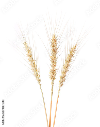 Isolated bunch of golden wheat ear after the harvest.