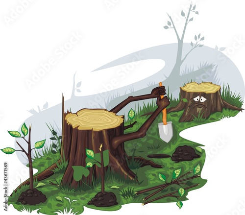 Stumps are planted saplings