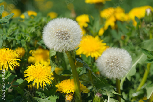 Dandelion
