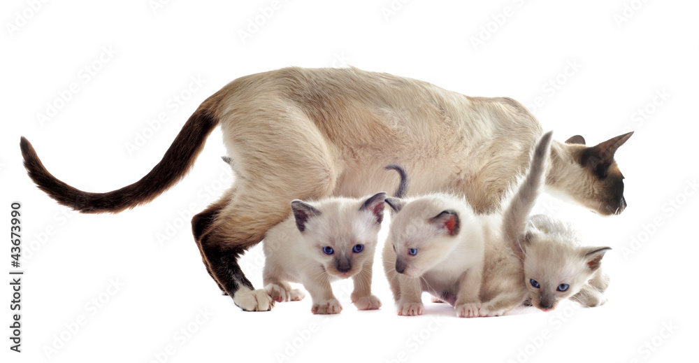 Fototapeta premium Siamese kitten and mother