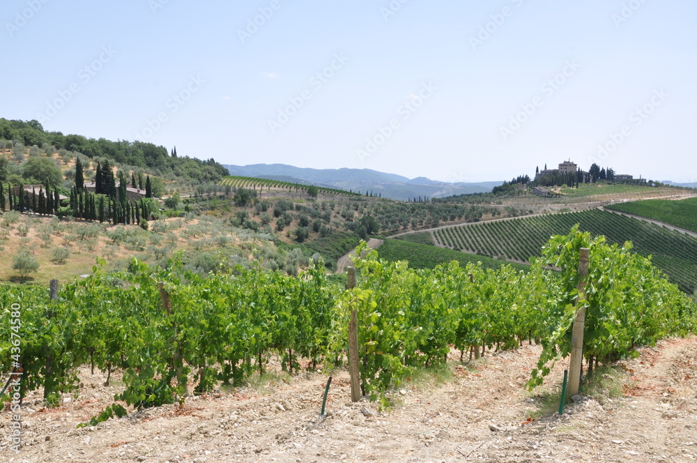 Vineyard in Tuscany, Italy, landscape