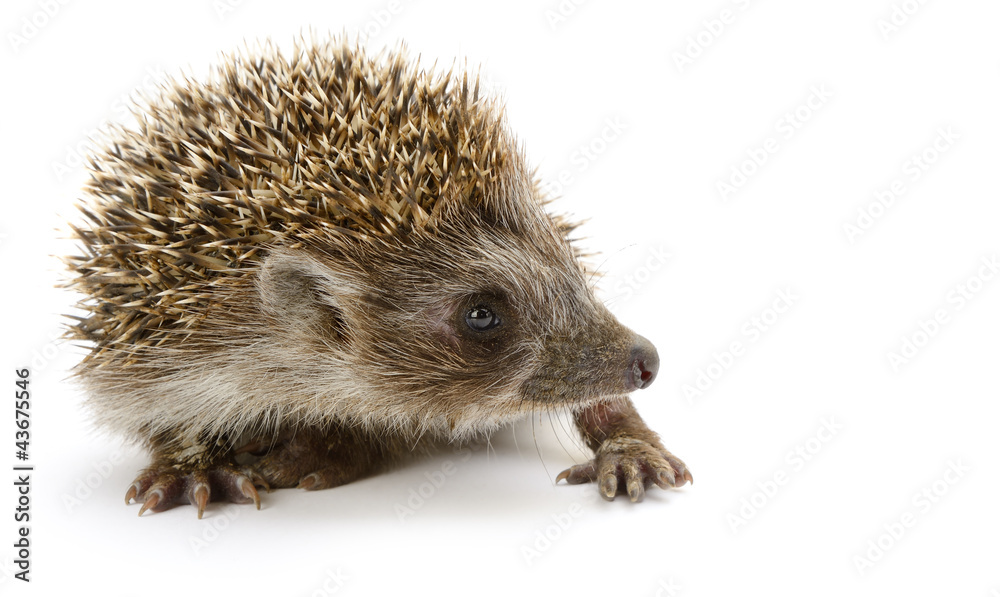 Obraz premium hedgehog isolated