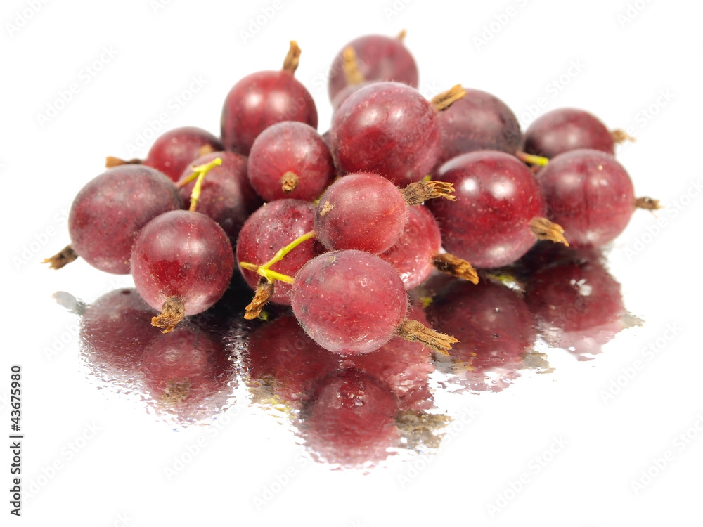Fototapeta premium Gooseberries