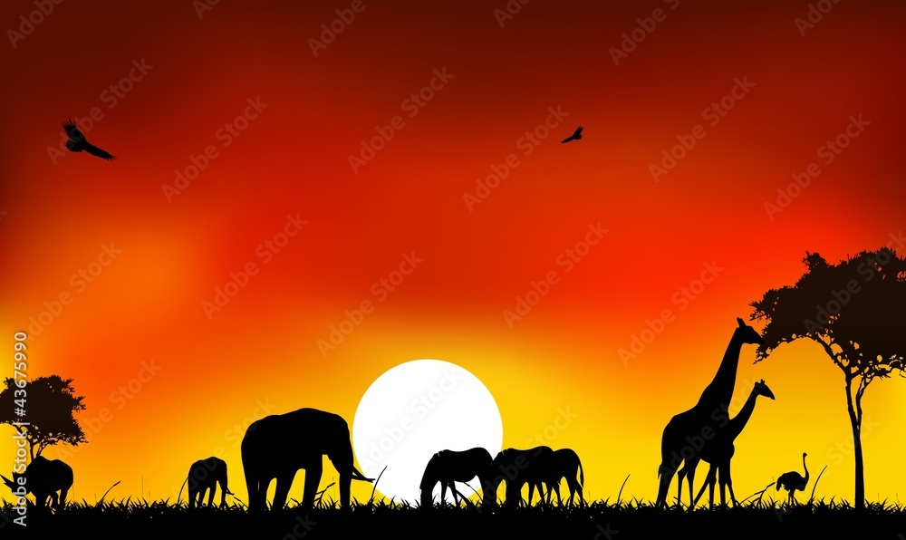 Fototapeta premium beautyful silhouette of animal wild life with sunset background